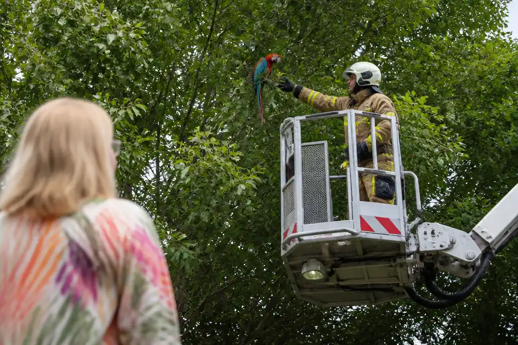 Brandweer redt ontsnapte ara Coco uit boom in Koekelare