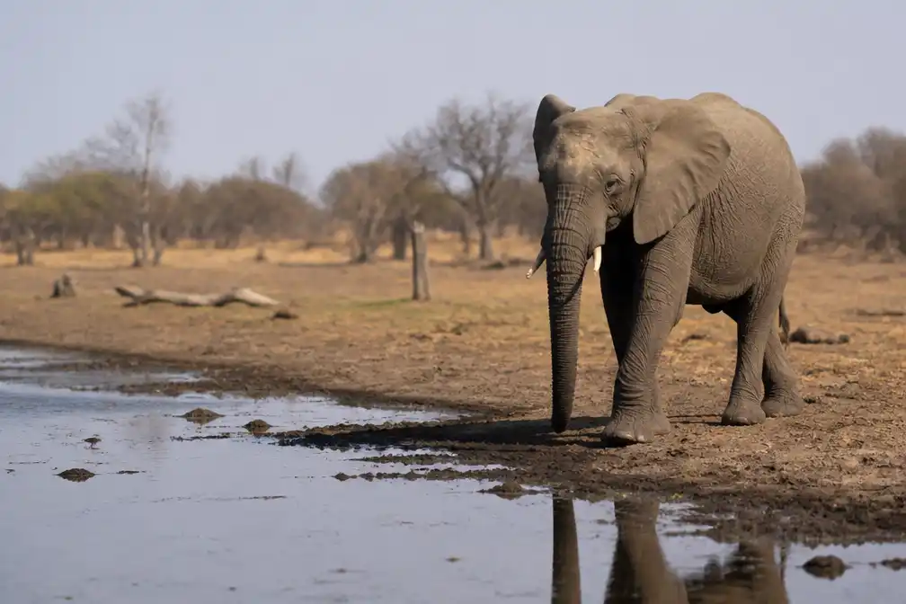 WWF: populaties wilde dieren 73 procent kleiner, toch ziet het fonds hoop