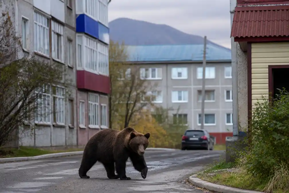 Beren zwerven door Russische woonwijken: bijna 20 doden dit jaar