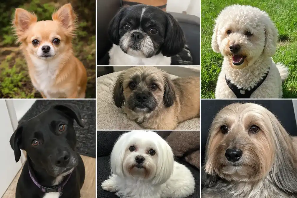 Zes honden in Schiedam plotseling overleden, oorzaak nog onbekend
