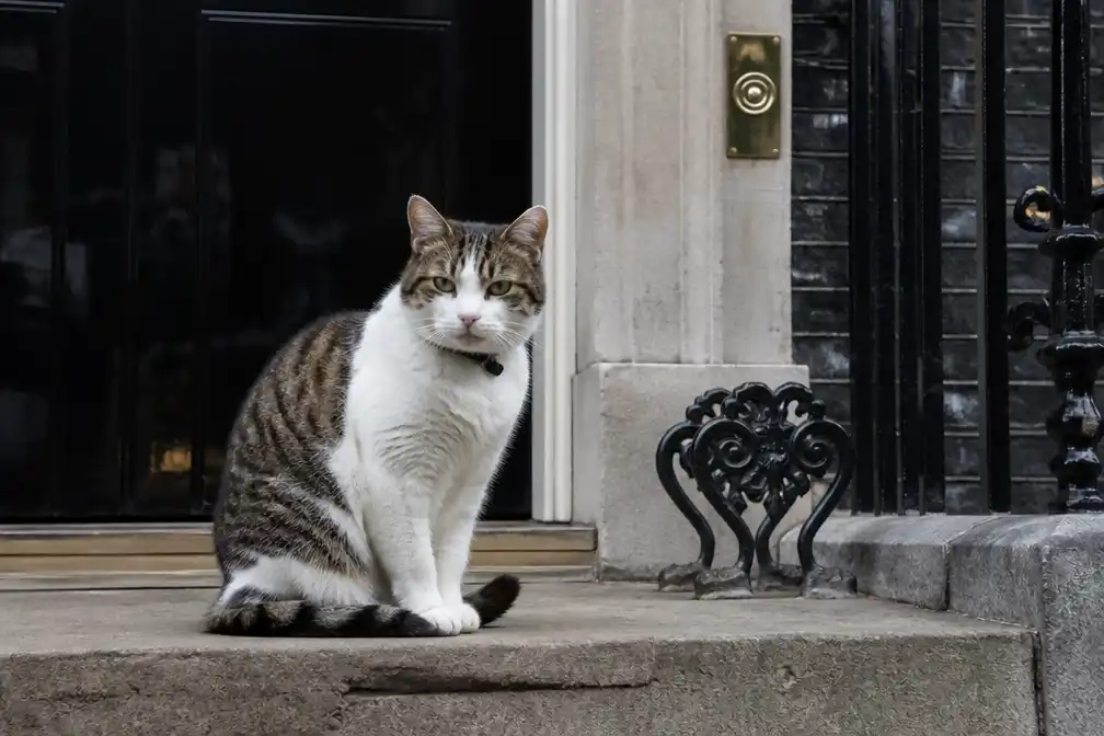 Larry, 19-jarige kat van Downing Street, weer thuis na operatie
