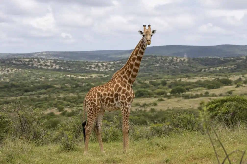 Ongelopen giraffe Gracie na twee weken veilig teruggevonden in Texas