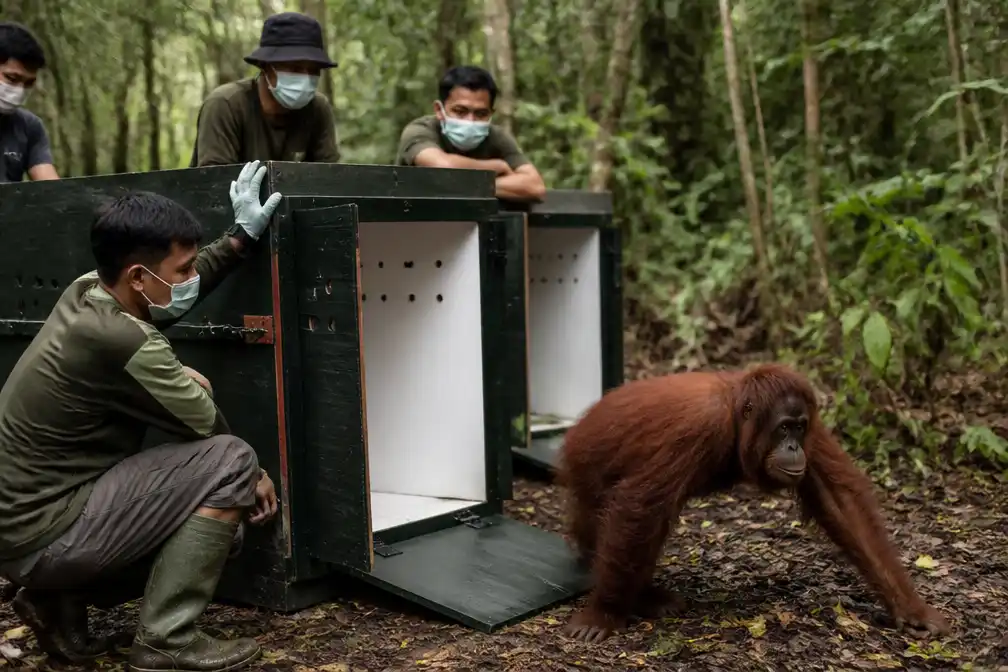 Kritiek bedreigde orang-oetans terug in Borneo na verwoestende branden