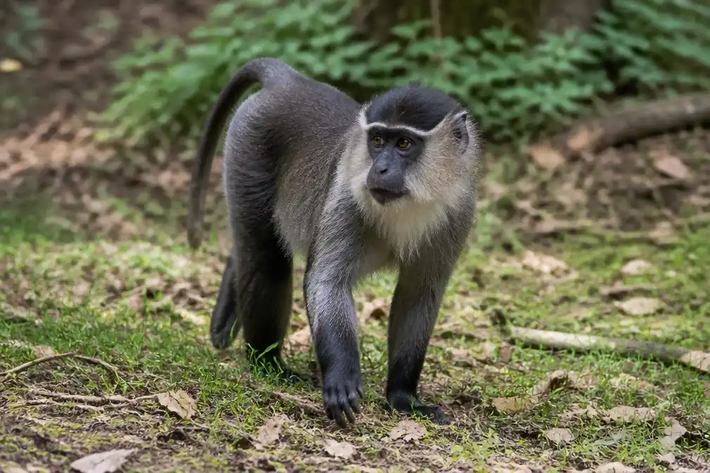 Ontsnapte kuifmangabey uit Beekse Bergen al zes keer gezien maar laat zich niet vangen