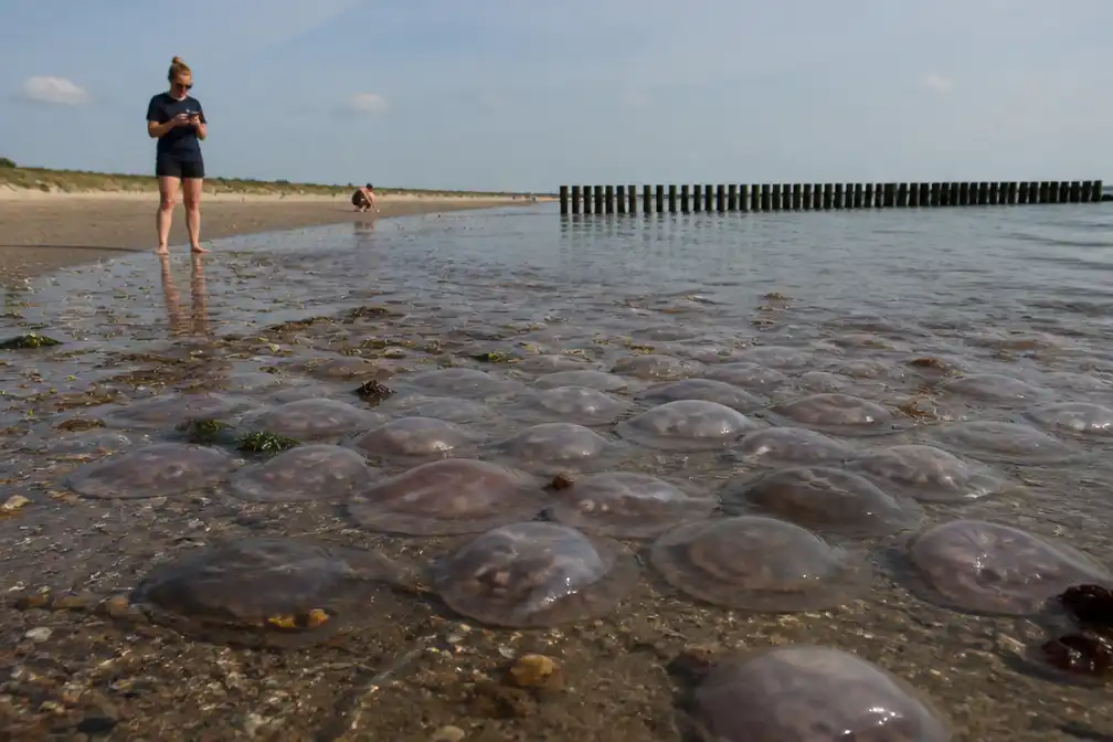 Kwallenplaag op Zeeuwse kust, vragen over gevaar