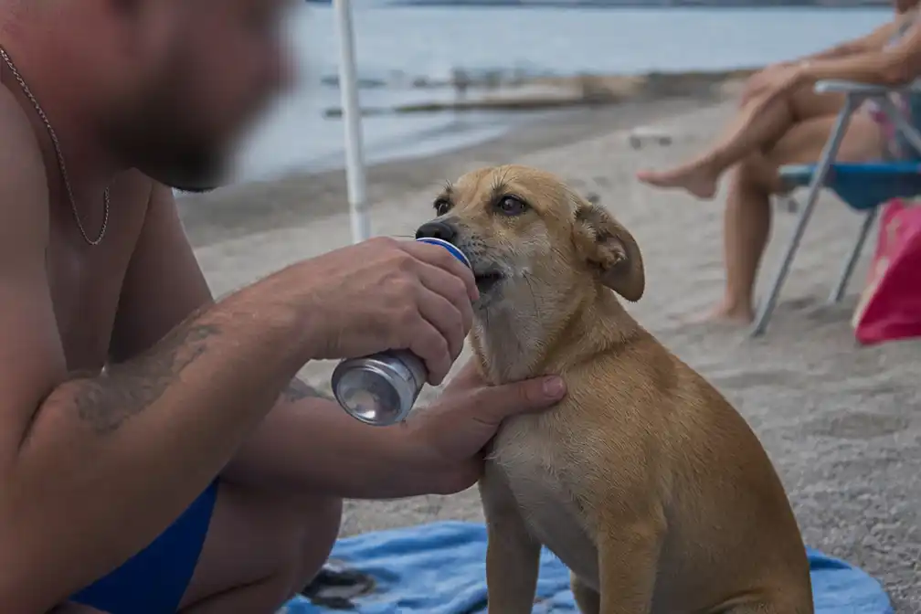 Nederlandse toeristen voorkomen dat eigenaar hond Red Bull laat drinken in Italië