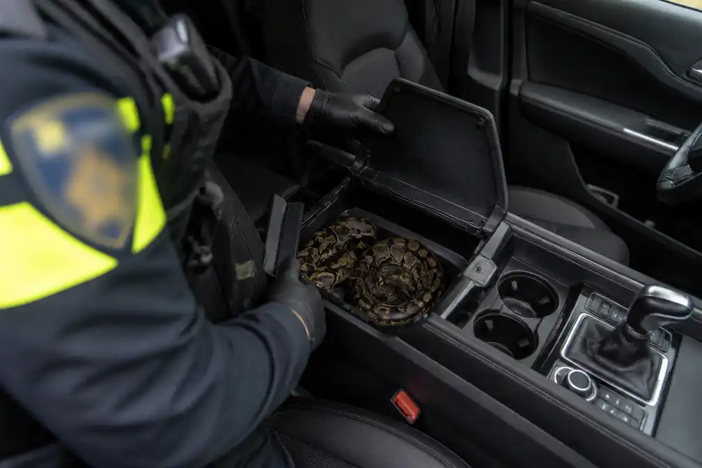 Politie Amsterdam vindt twee levende pythons in middenconsole van auto