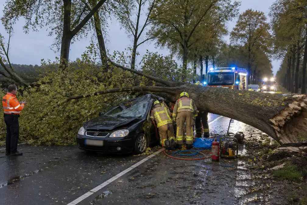 Gewonde man nadat rotte boom op auto valt in Booischot, buurvrouw waarschuwde al in september