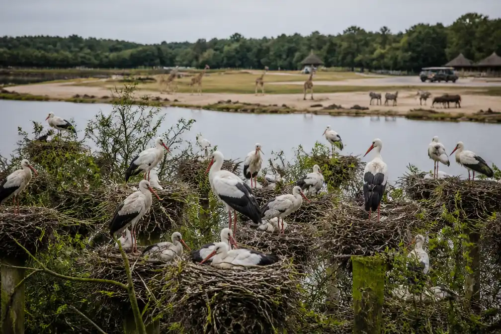 Grootste ooievaarskolonie van Nederland baart zorgen in Beekse Bergen