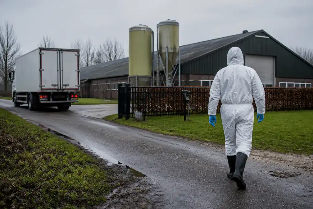 Vogelgriep op legpluimveebedrijf in Lutjegast: circa 45.000 dieren worden geruimd
