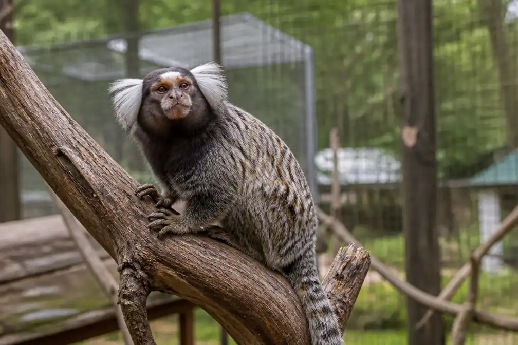 Veertien apen, waaronder zeldzame soorten, gestolen uit dierenpark in Lescar
