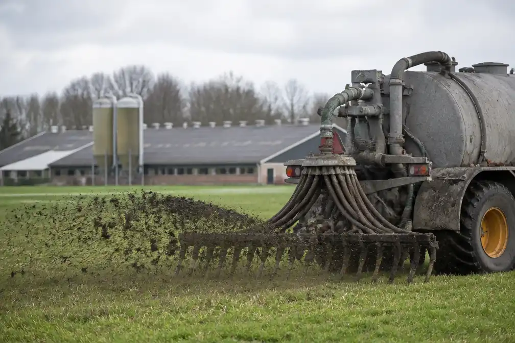 Stikstofuitstoot veehouders net onder nieuw plafond 2025