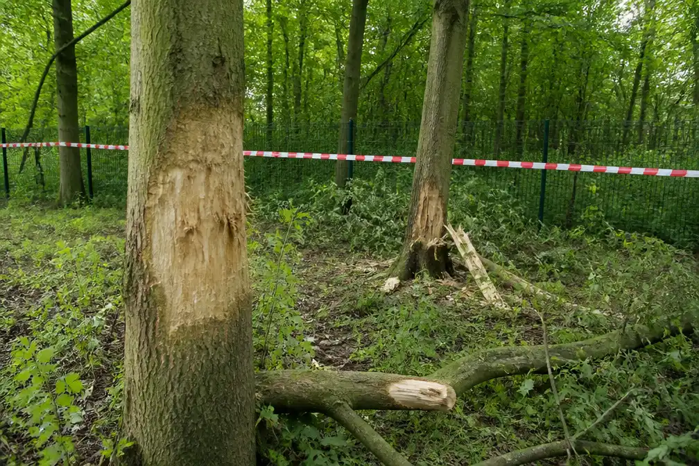 30 bomen verminkt in geboortebos Aalst, stad dient klacht in
