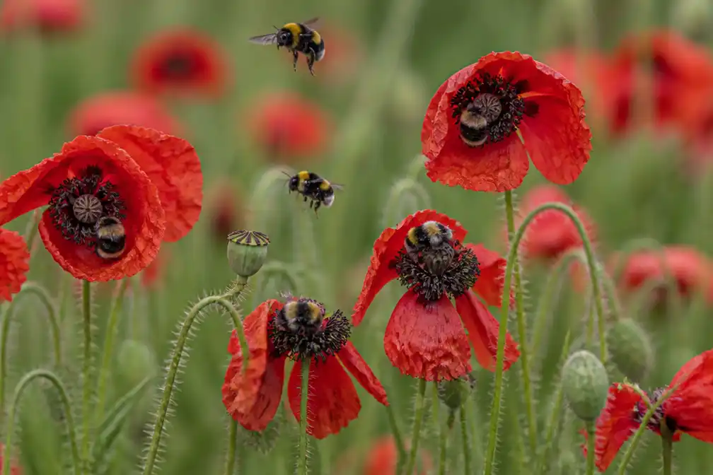 Aardhommels vernielen klaprozen op zoek naar nectar wint fotowedstrijd
