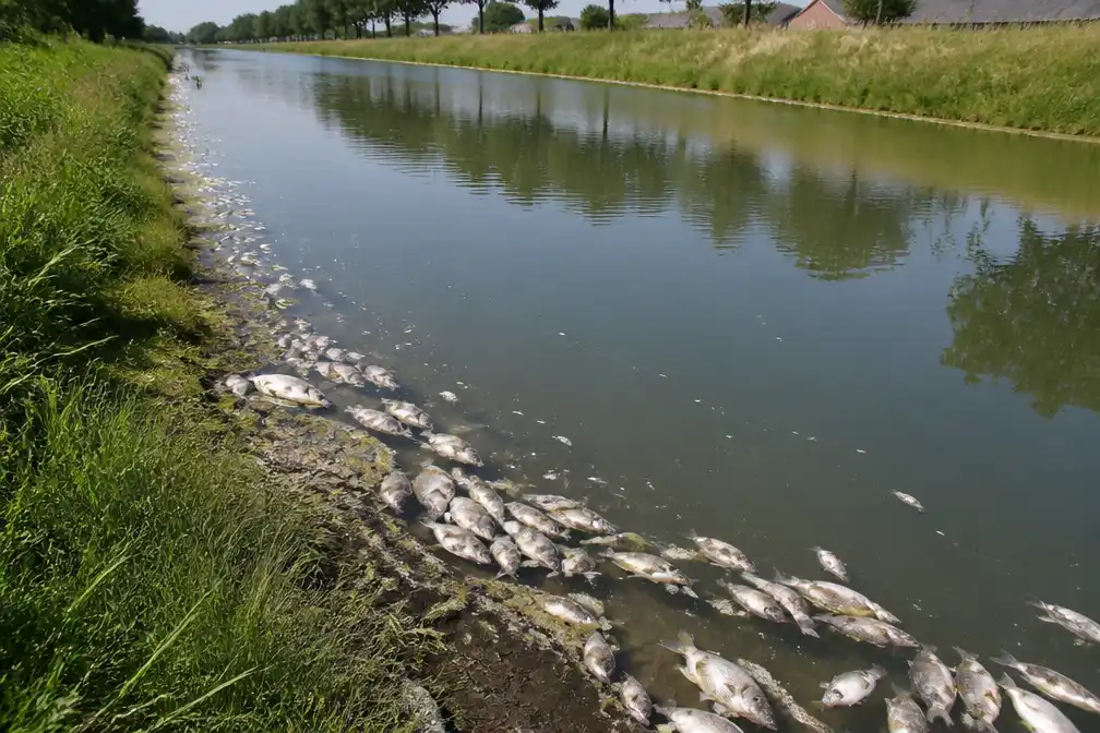 Honderden dode vissen aangetroffen in Lovaart tussen Veurne en Alveringem