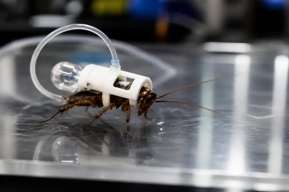 Cyborg-kakkerlak met miniduikpak kan helpen bij reddingsoperaties, blijkt uit studie