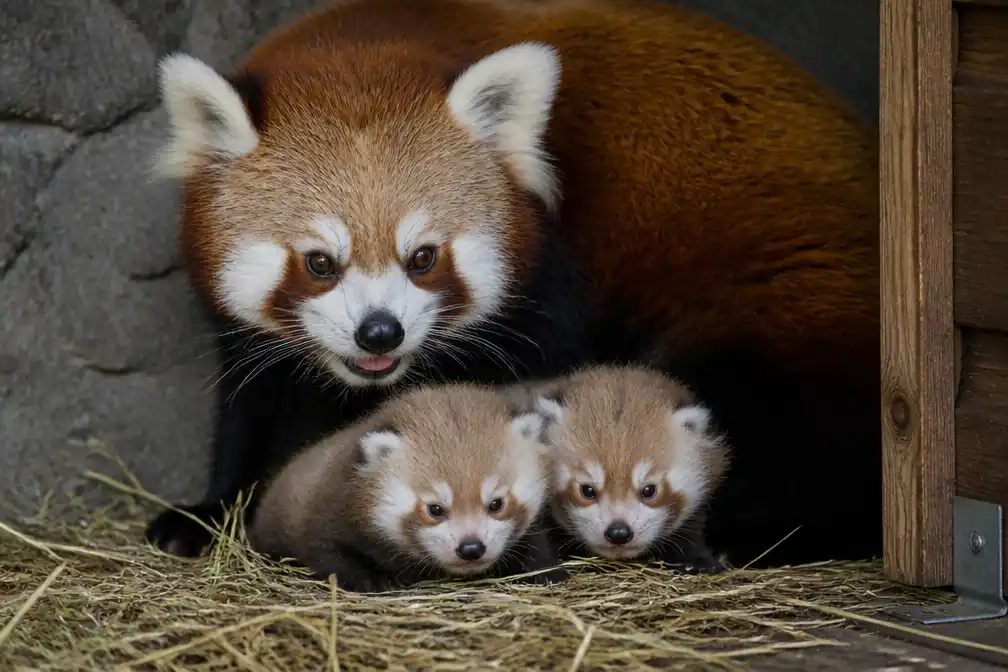 Tweeling rode panda’s geboren in Pairi Daiza, dierentuin voorzichtig na eerdere verliezen