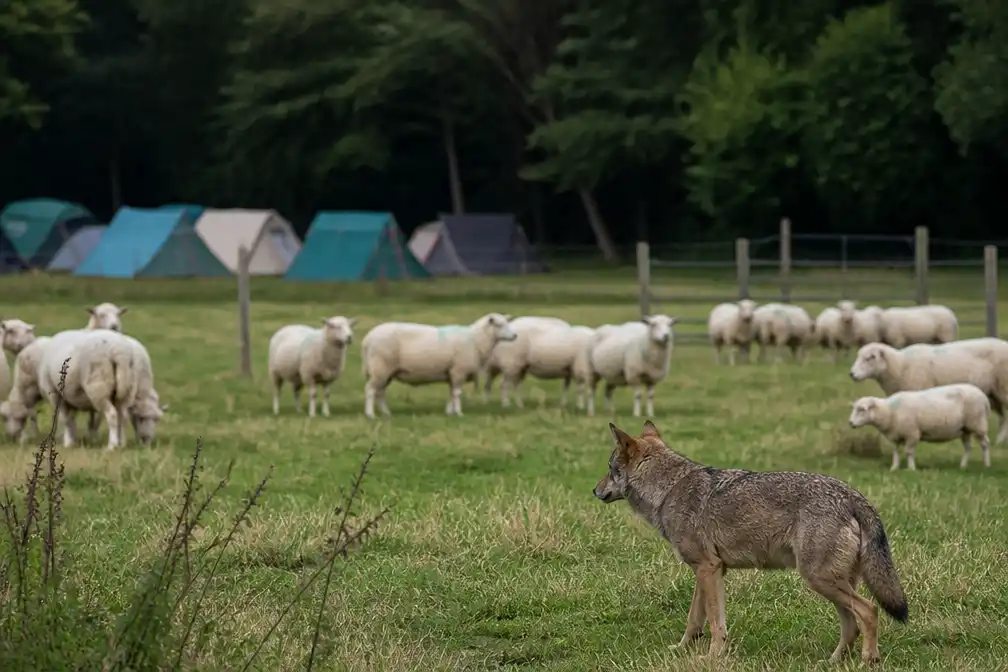 Wolven doden twintig schapen; burgemeester bekijkt veiligheid negentien scoutskampen