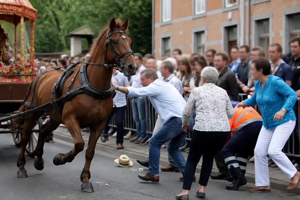 Paard slaat op hol tijdens processie in Florennes, acht gewonden, één kritiek