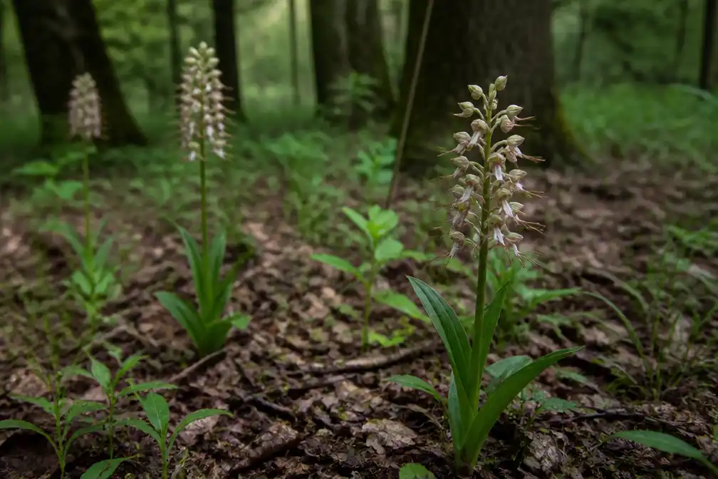 Zeldzame orchideeën gestolen uit natuurgebied in Limburg