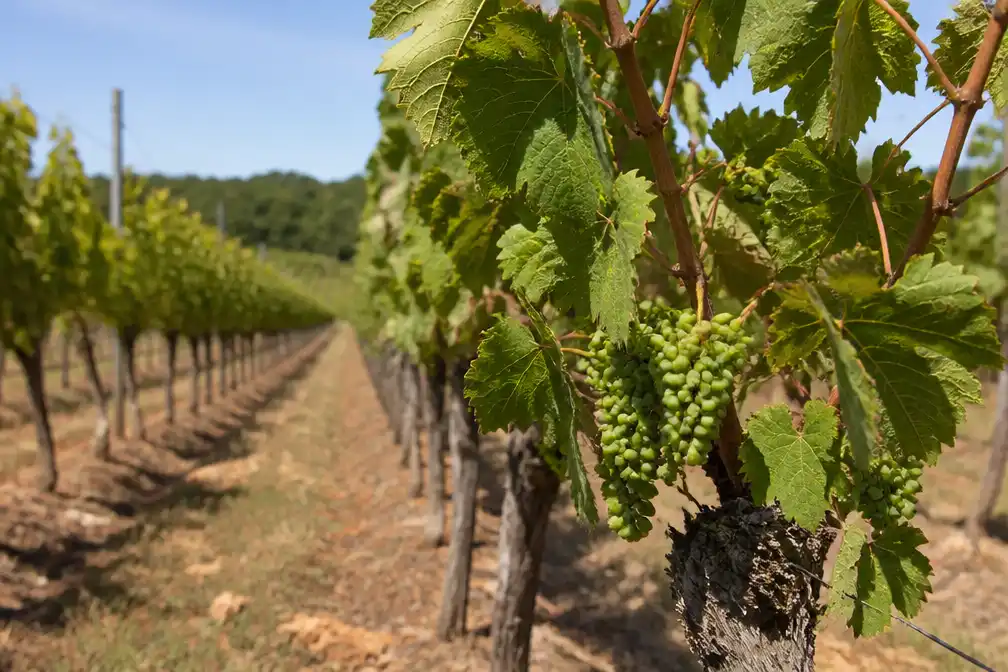 Franse wijnboeren vrezen kleinere oogst door aanhoudende hittegolf