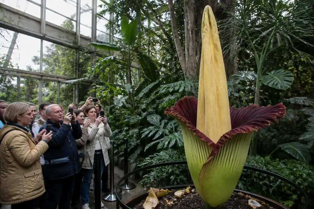 Zeldzame reuzenpenisplant bloeit in Diergaarde Blijdorp voor het eerst sinds 2023