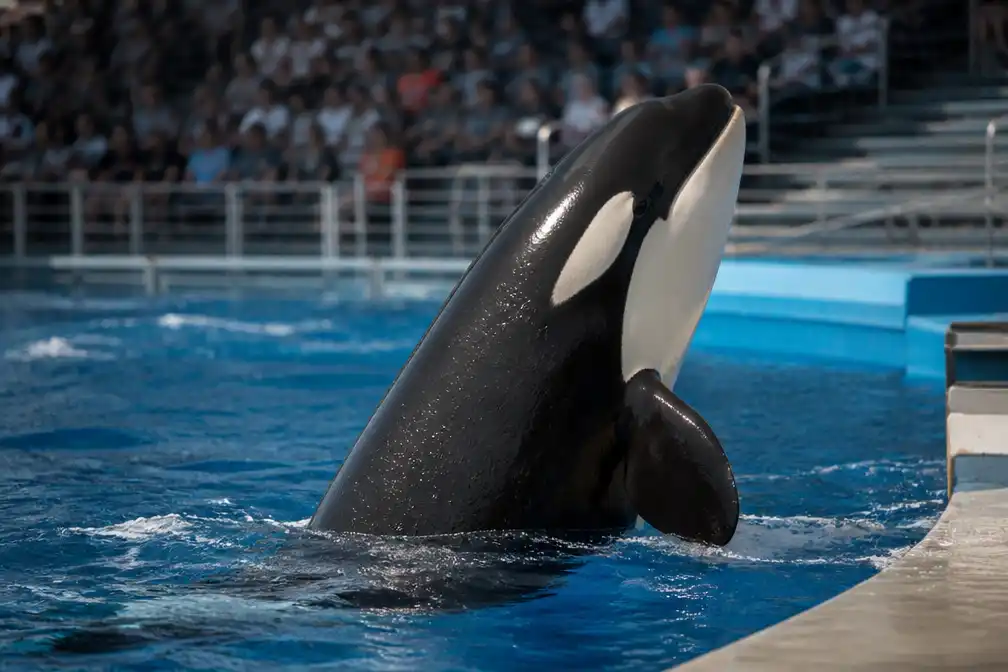 Warner Bros. en AGBO werken aan nieuwe 'Free Willy'-film