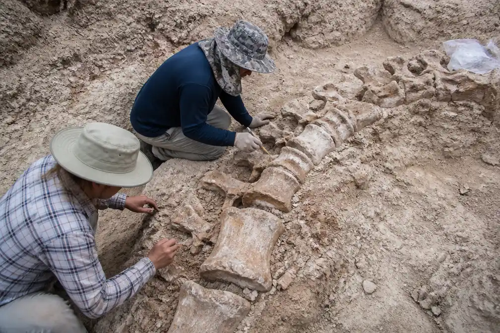 Nieuwe dinosoort met nek van twintig meter ontdekt in Thailand