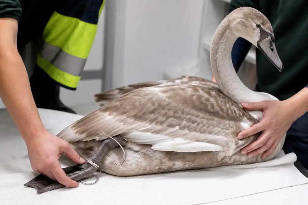 Reusachtige vishaak uit poot zwaan in Hengelo verwijderd