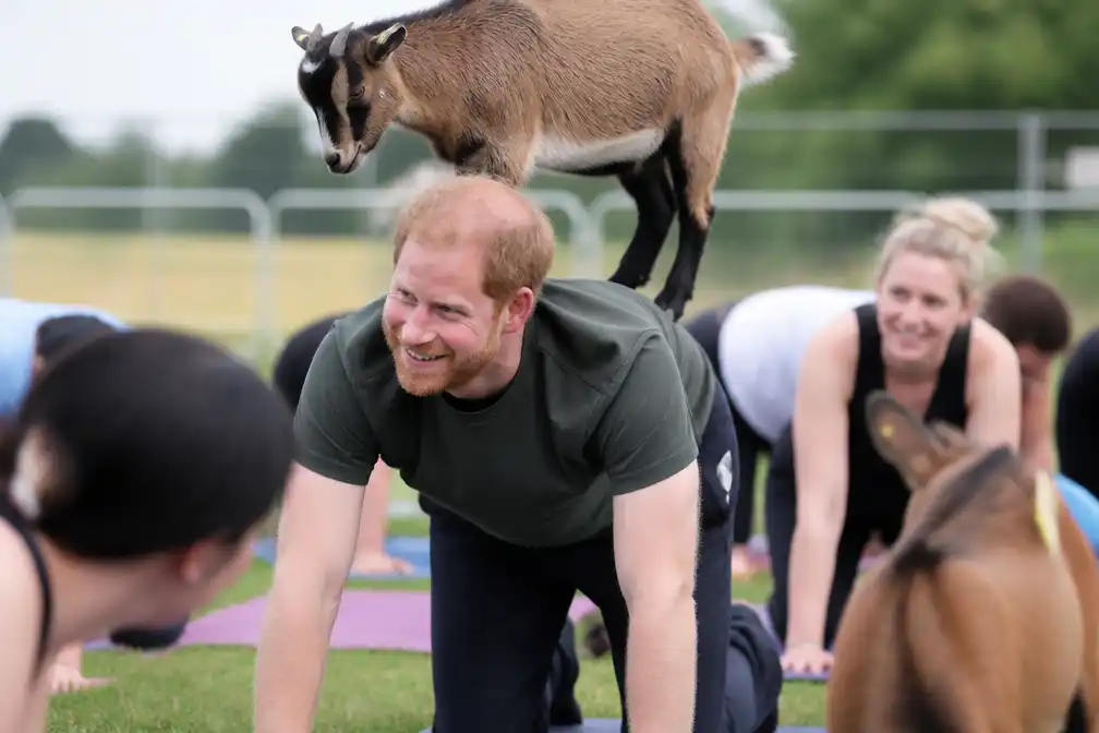 Prins Harry doet mee aan geitenyoga op liefdadigheidsfestival voor militairenkinderen