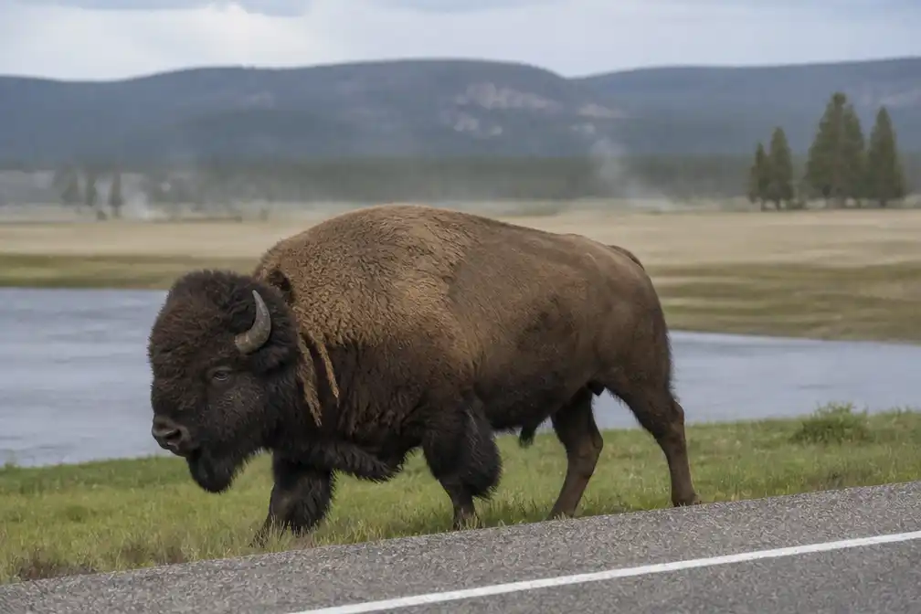 Oudere man door bizon gelanceerd in Yellowstone, fotograaf legt aanval vast