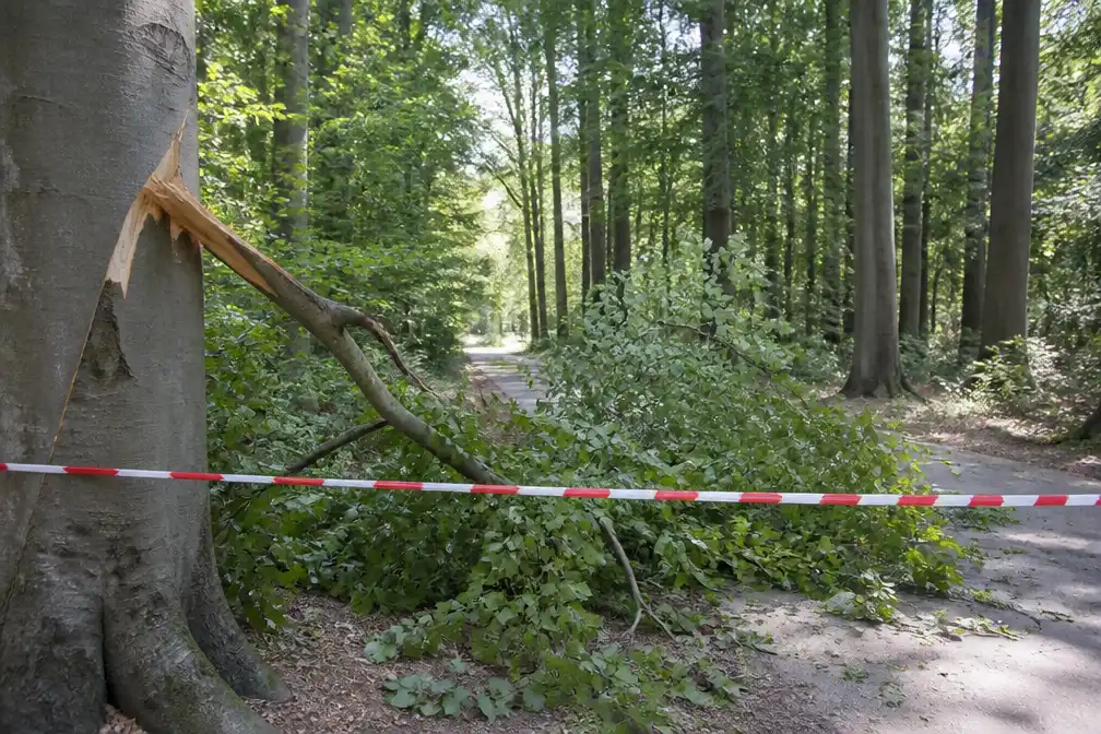 Hitte dwingt tot gedeeltelijke sluiting Rivierenhof om vallende takken