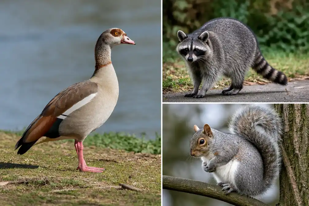 Nederland gaat 23 invasieve exoten zonder provinciale opdracht afschieten