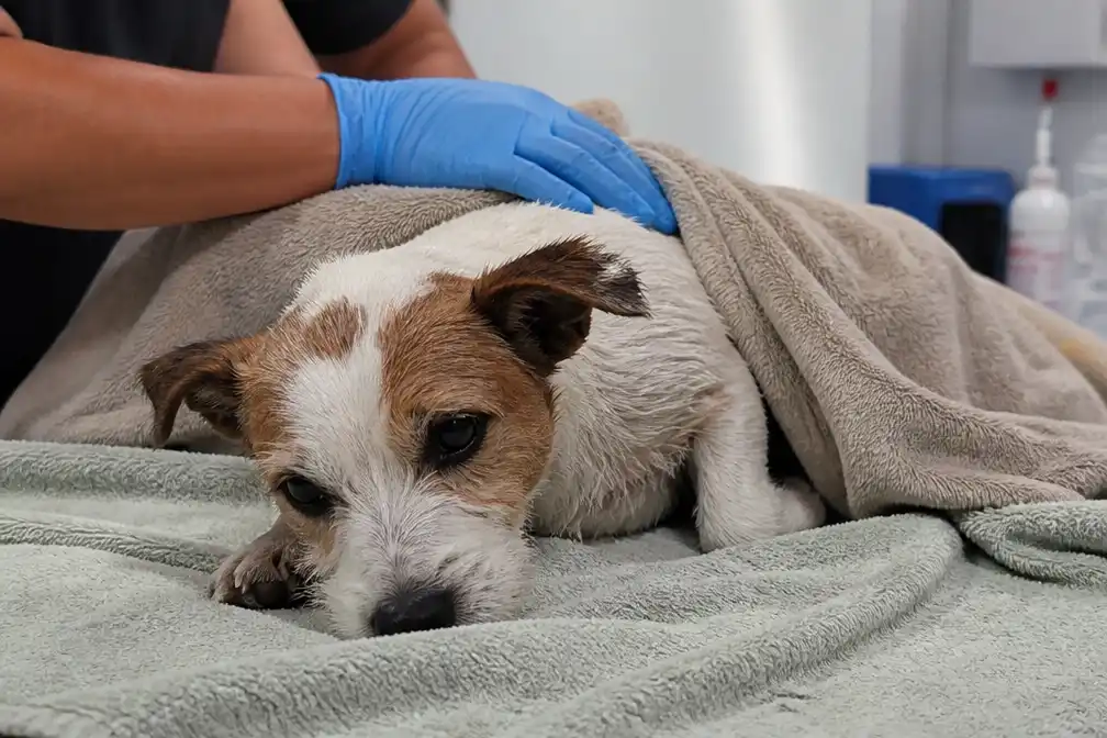 Kajakkers redden hondje uit IJzer bij Roesbrugge; eigenaar gezocht