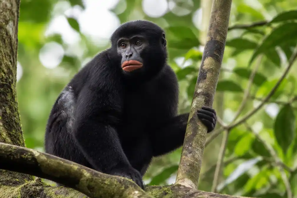 Nieuwe apensoort met oranje lippen ontdekt in regenwoud DR Congo