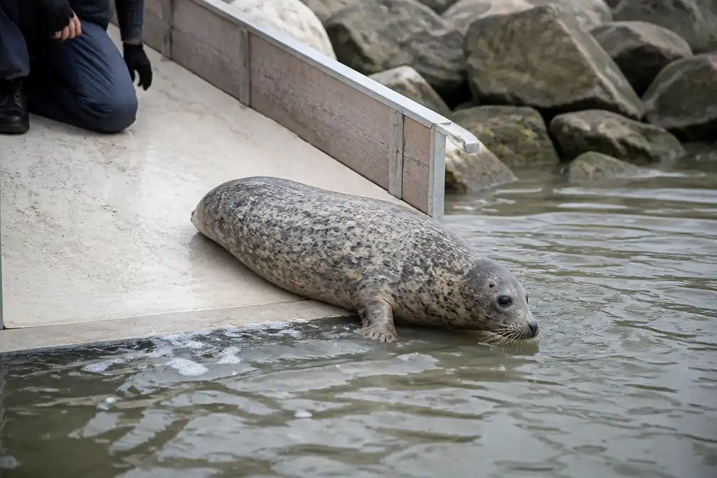 Zeehond Juleke na vier maanden revalidatie en operatie vrijgelaten in Noordzee