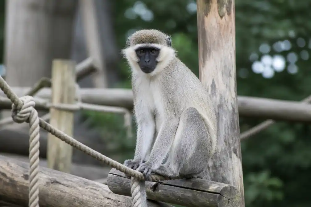 Beekse Bergen-aapje al weken vermist; andere ontsnappingen op een rij