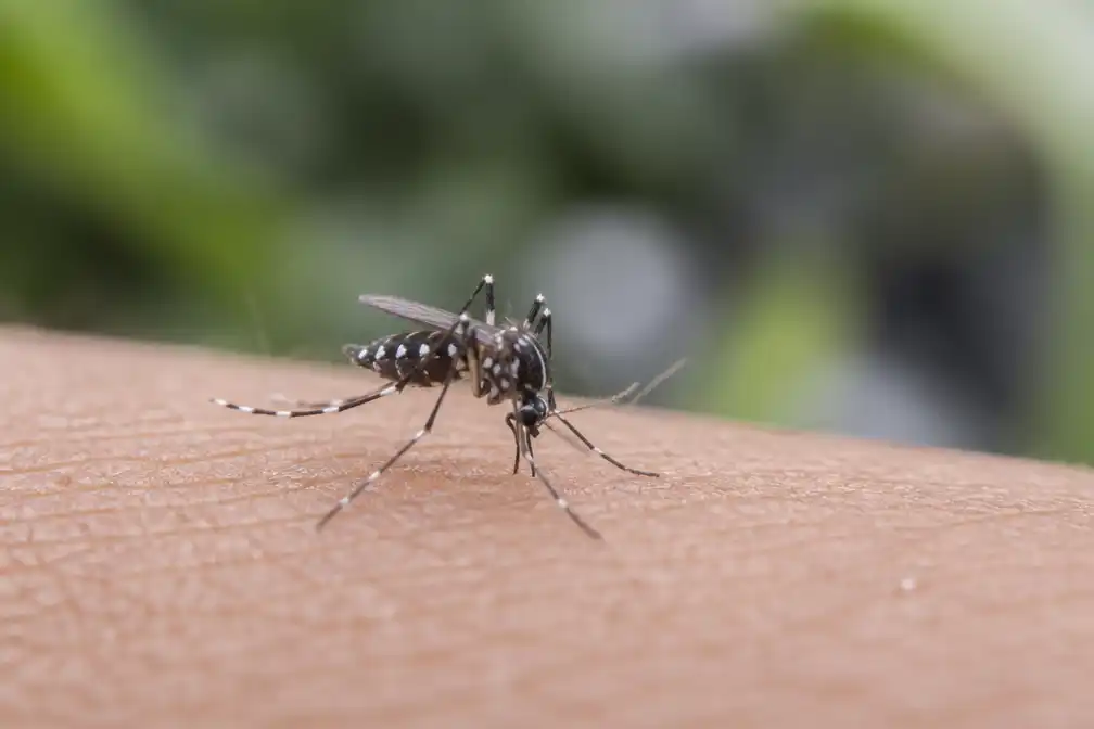 Tijgermuggen al in zes Belgische gemeenten gespot, meldt Sciensano