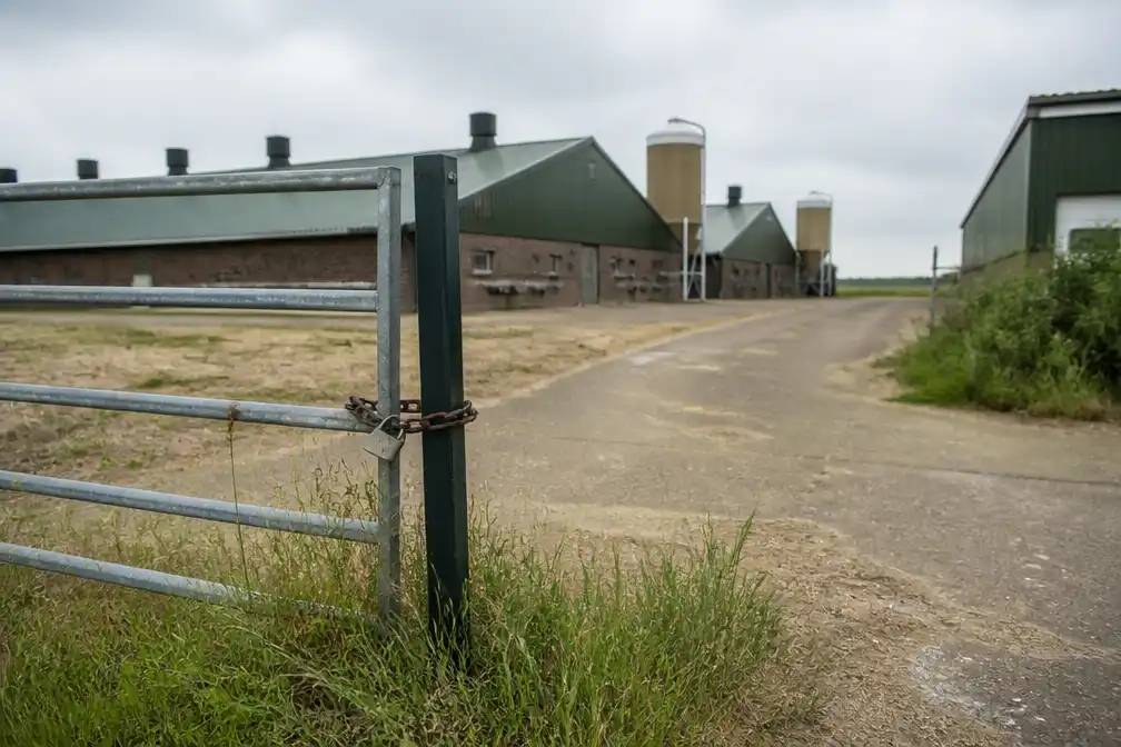 Noord-Brabant trekt vergunningen vijf pluimveehouders in vanwege stikstof