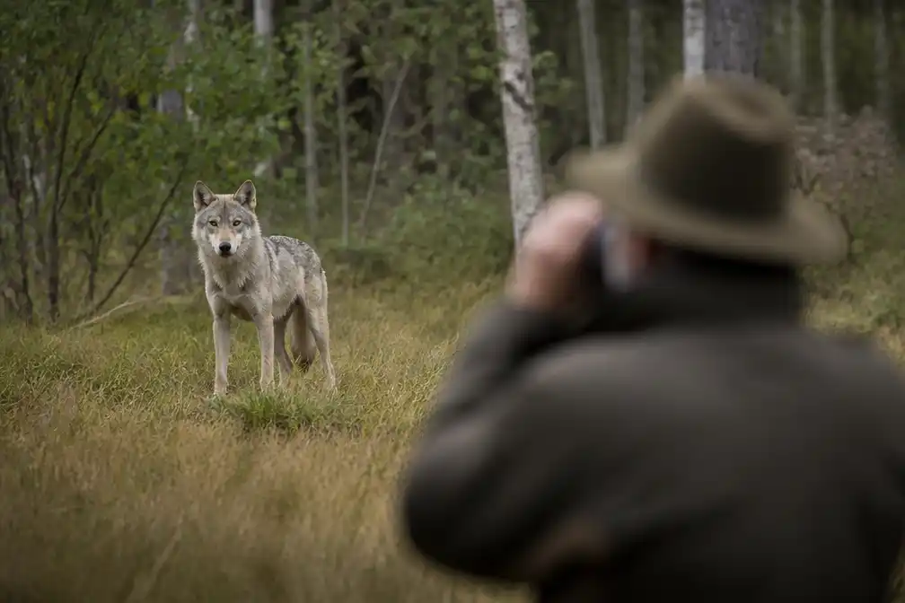 Geheime jacht op wolf Bram komt maanden later aan het licht via nieuwe documenten