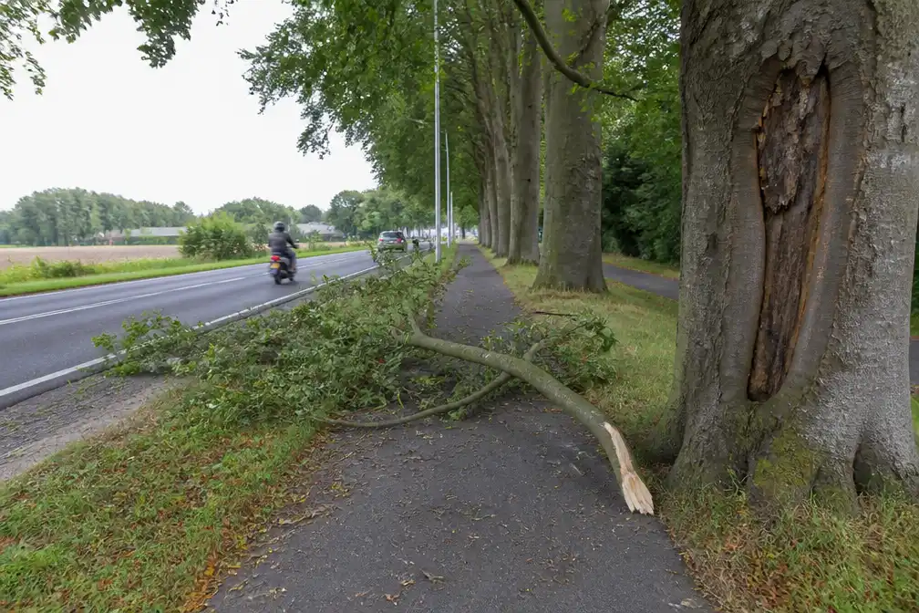 Zware beukentak valt op fietspad langs N9 in Maldegem; buurt eist oplossing