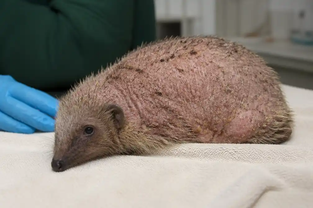 Egel verliest alle stekels door ernstige schimmelinfectie, opgevangen in Oudsbergen