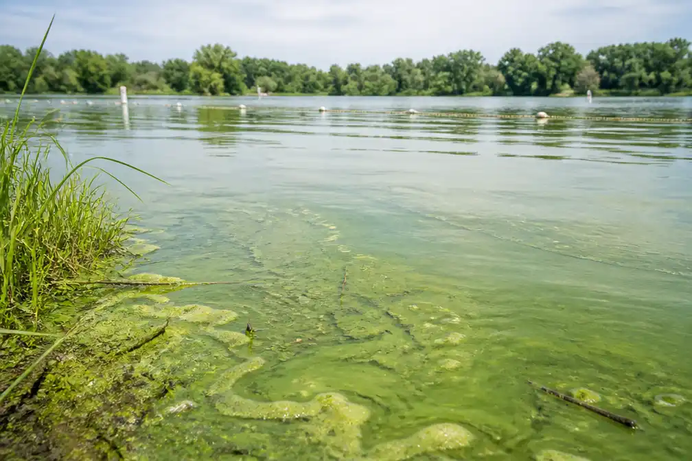 Blauwalgen aangetroffen op Schulensmeer in Lummen; recreatieverbod ingesteld