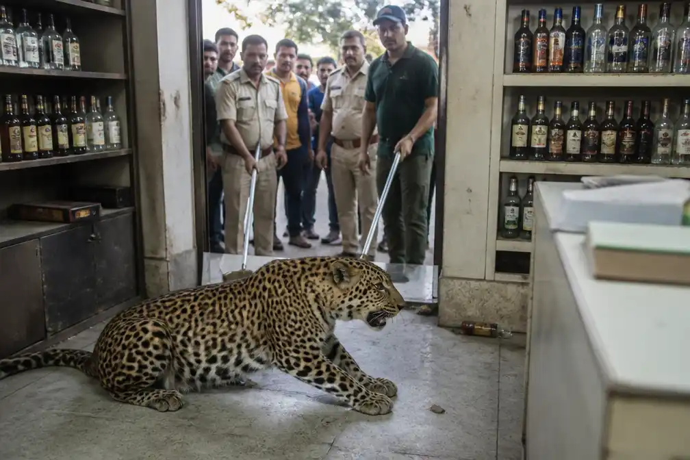 Luipaard dringt slijterij binnen in Rajasthan en valt winkelier aan