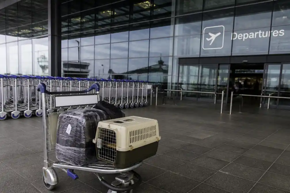 Raskat Mishu vermist op Brussels Airport na lege transportkooi voor eigenaar