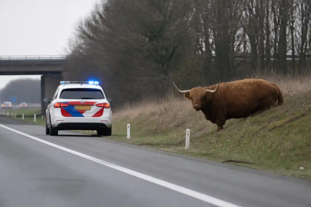 Politie schiet Schotse hooglander dood op N33, eigenaar pas later gewaarschuwd