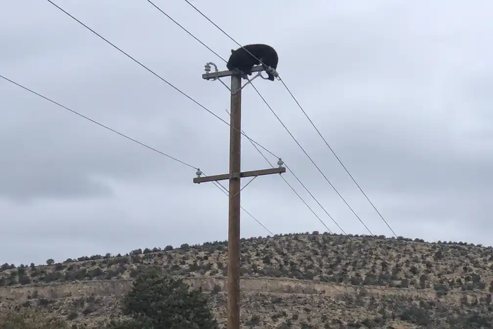 Beer komt om na beklimmen elektriciteitspaal in New Mexico, video gaat viraal
