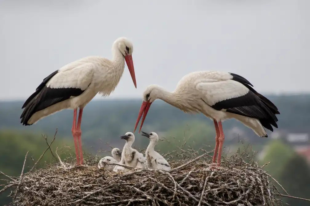 Ooievaars doen comeback in Nederland met 2000 broedparen