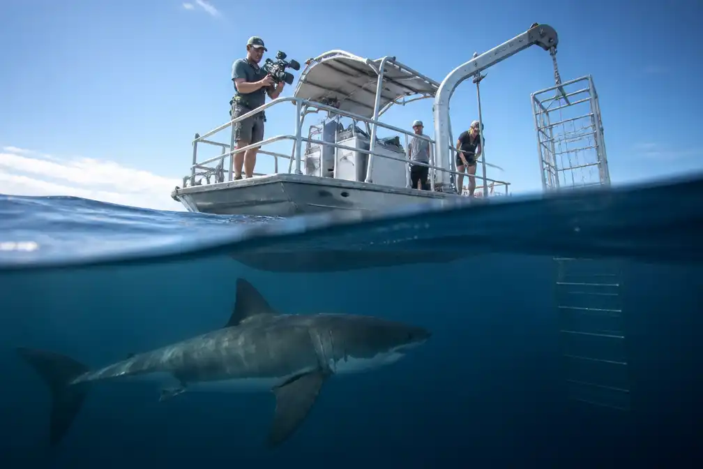 Shark Week keert terug op Discovery Channel voor bijna 40ste jaar