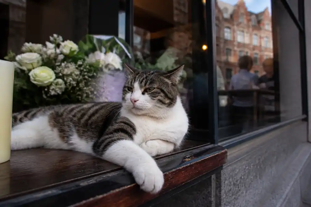 Populaire Leuvense cafékat Monty overleden